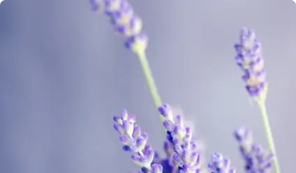 Close-up of lavender flowers.
